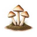 Psilocybe cubensis