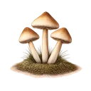 Psilocybe cubensis