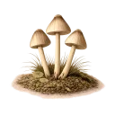 Psilocybe mexicana