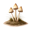 Psilocybe semilanceata